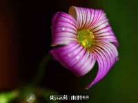 厦门华韵盟商贸有限公司