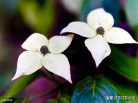 厦门华韵盟商贸有限公司